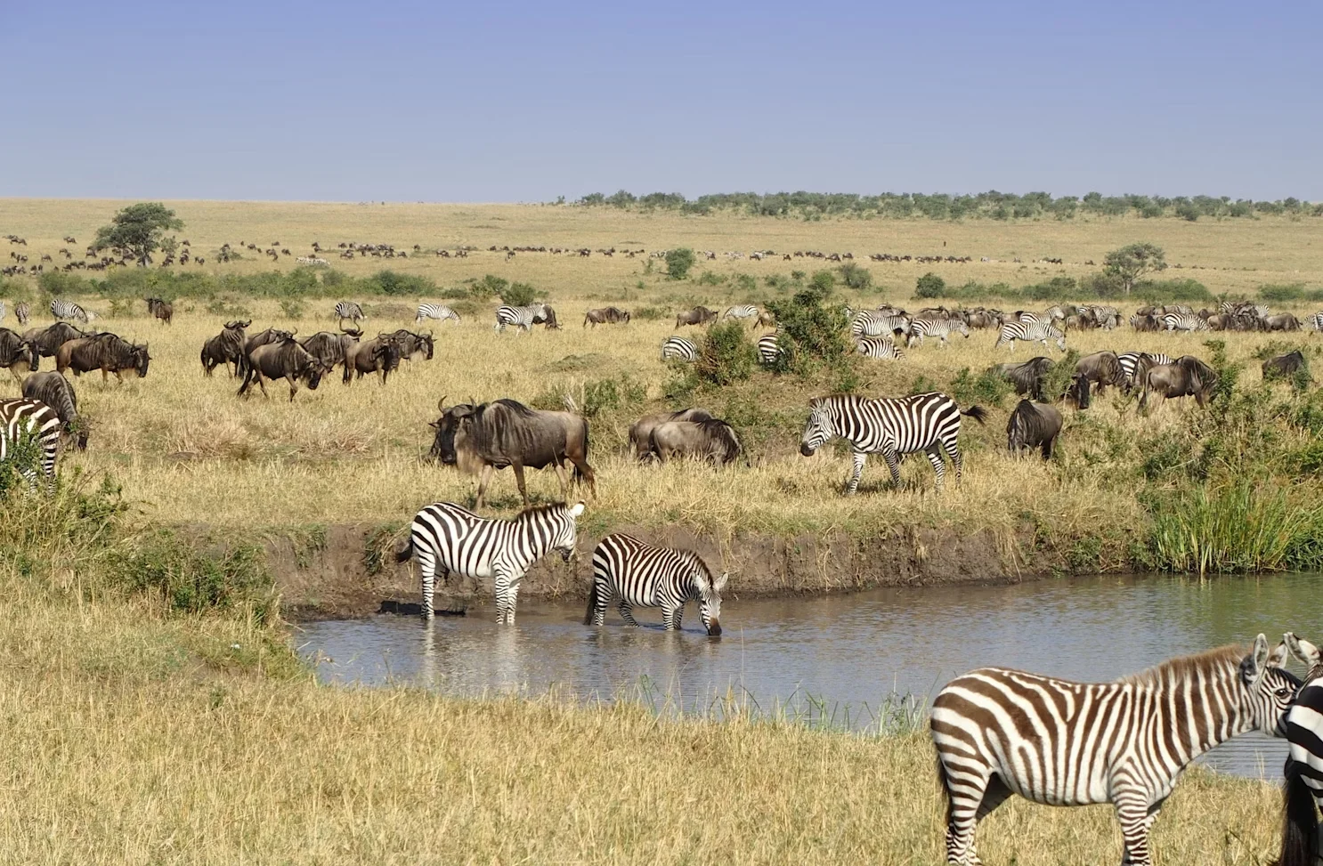 Best time to visit Masai Mara for wildlife