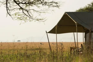 nomad serengeti safari camp