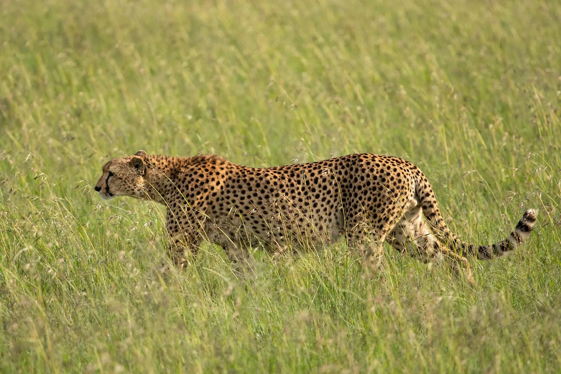 Masai Mara packages - a cheetah in mara